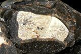 Wide Septarian Nodule with Fossil Ammonite - Madagascar #124533-4